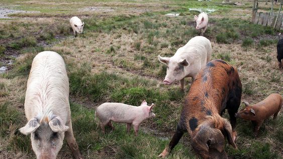 Cerdos en establecimiento ganadero. Foto: Ricardo Antúnez / adhocFOTOS Cerdos en establecimiento ganadero. Foto: Ricardo Antúnez / adhocFOTOS