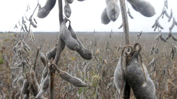 para evitar adulteracion de granos y contagio de covid-19, el mgap exhorto a ?extremar cuidados? en la cosecha de soja para evitar adulteracion de granos y contagio de covid-19, el mgap exhorto a ?extremar cuidados? en la cosecha de soja