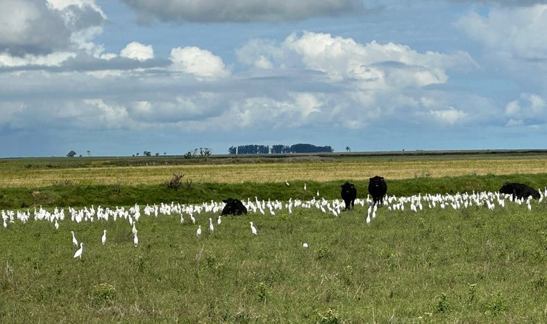 Los sistemas arroceros siempre han sido y seguirán siendo sostenibles, afirmó el presidente de ACA, Alfredo Lago (Crédito: Archivo ACA)