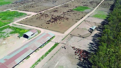 El 93,5% de los ganados exportados fueron machos y 98% de razas carniceras