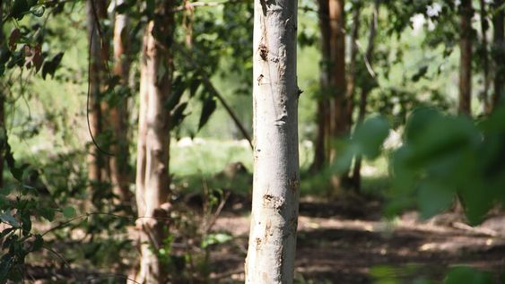 La demanda de tierras para forestar impactó en los precios de arrendamientos y generó más competencia. Foto: Nicolás Der Agopián / Búsqueda La demanda de tierras para forestar impactó en los precios de arrendamientos y generó más competencia. Foto: Nicolás Der Agopián / Búsqueda