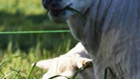 El stock ovino en Uruguay cayó por debajo de 6 millones de cabezas