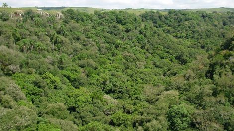 imagen de Impulsan proyecto de ley que transfiere el monte nativo al Ministerio de Ambiente, pese al rechazo del ministro de Ganadería