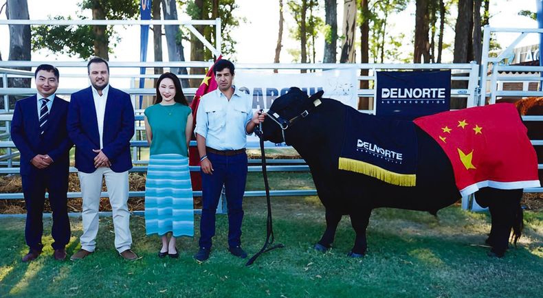 Empresarios chinos con el exportador Juan Pablo Helguera y Mateo Barragán, con el toro Aberdeen Angus de San José del Yaguarí
