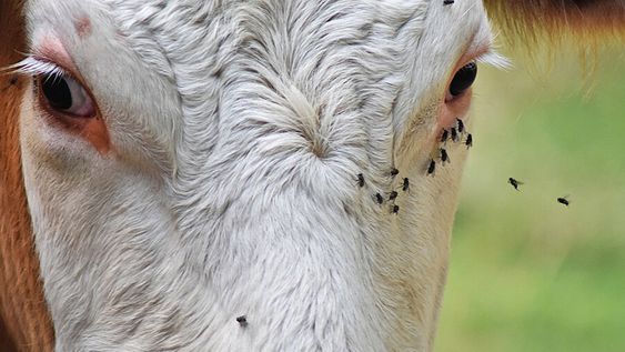 La “mosca de la bichera” causa pérdidas millonarias en el sector ganadero. Foto: Pixabay La “mosca de la bichera” causa pérdidas millonarias en el sector ganadero. Foto: Pixabay