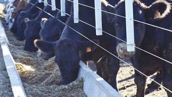 organizaciones de productores se oponen a limitar corrales de frigorificos