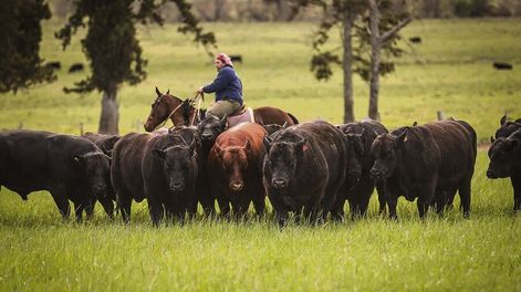 El trabajo genético intenso de Los Tapiales comenzó en el año 2016. Fotos: Agro de Búsqueda