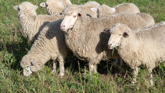 Ovejas durante la 11a edición de Expo Melilla. Foto: Ricardo Antúnez, adhocFOTOS Ovejas durante la 11a edición de Expo Melilla. Foto: Ricardo Antúnez, adhocFOTOS