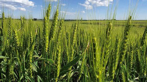 El trigo de la próxima cosecha se puede colocar a US$ 195 por tonelada, es prácticamente el mismo precio que se ha pagado en los últimos dos años.