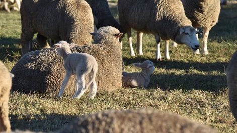 En los últimos años hubo un aumento en el número de pequeños productores, especialmente de aquellos que tienen hasta 49 ovinos, y entre 100 y 199 ovinos