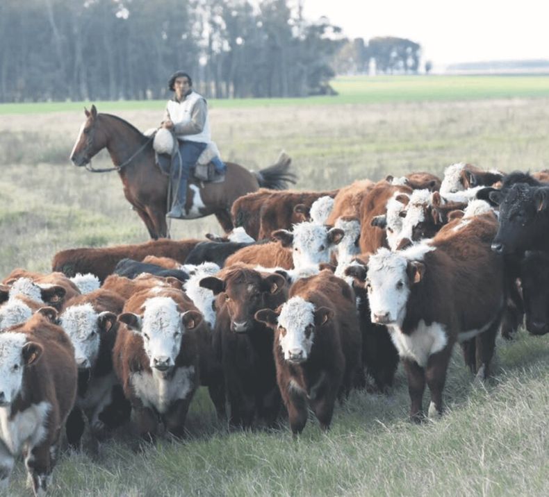 La presencia del ganado es muy importante para mantener el ecosistema de campo natural