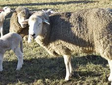 Al terminar el Ramadán hay una fiesta sagrada, llamada Eid al-Fitr, en la que sacrifican corderos, entonces la demanda es muy alta. Al terminar el Ramadán hay una fiesta sagrada, llamada Eid al-Fitr, en la que sacrifican corderos, entonces la demanda es muy alta.