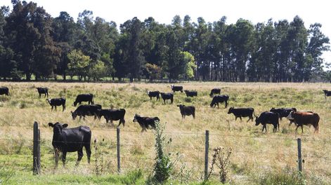 En el nuevo escenario de precios el productor deberá priorizar una actividad o diversificar. Foto: Nicolás Der Agopián / Búsqueda