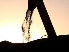 Plantaciones de soja Plantaciones de soja