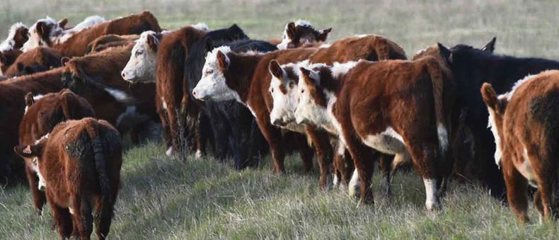 Es muy probable que se produzcan 3,15 millones de terneros, lo que llevará al stock bovino a 11,85 millones de cabezas