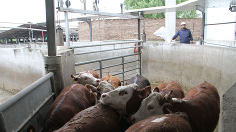 Una planta frigorífica. Foto: Nicolás Der Agopián / Búsqueda