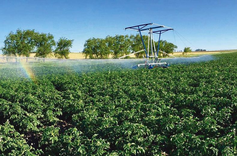 El cultivo de papa es una de las principales actividades productivas en la zona de Rincón del Pino, San José