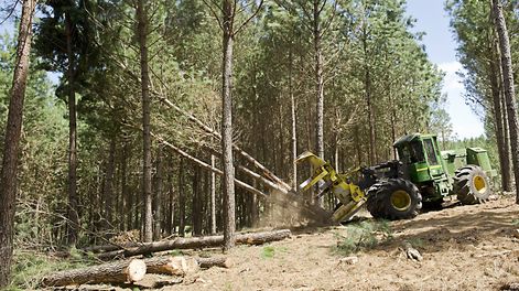 imagen de De la mano de la celulosa y de China el sector forestal registra  repunte de exportaciones, que superarán los US$ 1.700 millones