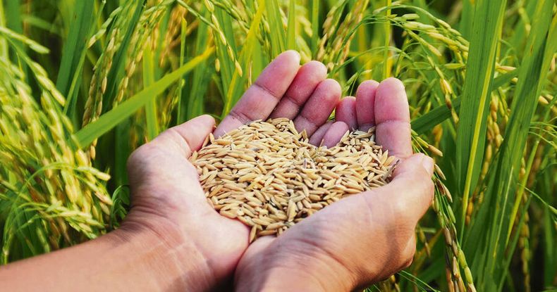 El arroz cierra su siembra 2023-2024 consolidado como el mercado estrella del agro en Uruguay. Foto: Agro de Búsqueda