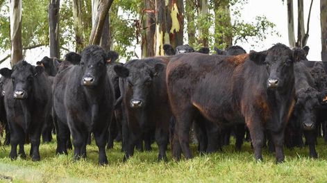 imagen de En Inac advierten que compromisos ambientales “cercenan” a la ganadería