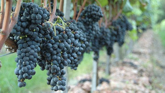 imagen de Hay 1.873 genes que explican las cualidades especiales del Tannat