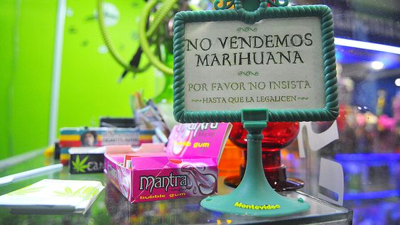 imagen de La regulación de la marihuana recibió elogios y críticas: desde “un ensayo muy valiente” hasta la “banalización del consumo” imagen de La regulación de la marihuana recibió elogios y críticas: desde “un ensayo muy valiente” hasta la “banalización del consumo”