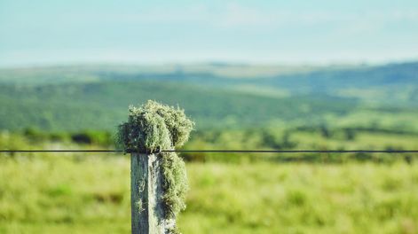 Las sociedades anónimas compraron 4,5 millones de hectáreas (46%) y vendieron 2,3 millones de hectáreas (23%) en los últimos 25 años en Uruguay.