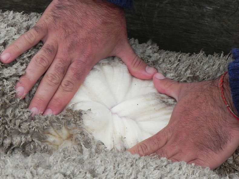 La lana uruguaya tiene atributos que la destacan, además de su calidad, sobresale su sistema de producción natural, respetando y conservando la biodiversidad. &nbsp;