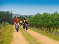Una opción de turismo diferente son los paseos en bicicleta por las plantaciones de olivos de La Anyta, Maldonado Una opción de turismo diferente son los paseos en bicicleta por las plantaciones de olivos de La Anyta, Maldonado