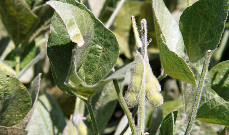 imagen de Agricultores e industria advierten sobre el impacto negativo  de la eventual prohibición europea del herbicida glifosato