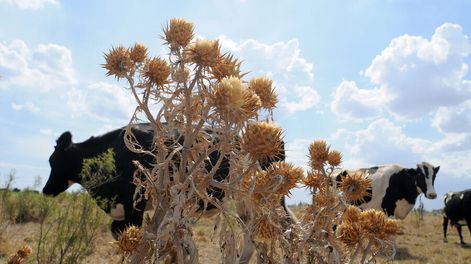 Foto: Ricardo Antúnez / adhocFOTOS