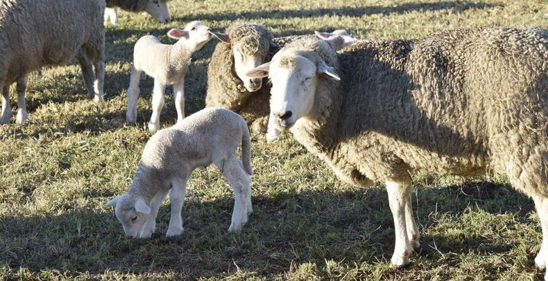 Al terminar el Ramadán hay una fiesta sagrada, llamada Eid al-Fitr, en la que sacrifican corderos, entonces la demanda es muy alta.
