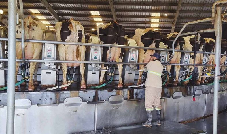 Proyecto FPTA busca reducir la brecha de resultados económicos de tambos, que supera los US$ 500 por hectárea al año Proyecto FPTA busca reducir la brecha de resultados económicos de tambos, que supera los US$ 500 por hectárea al año