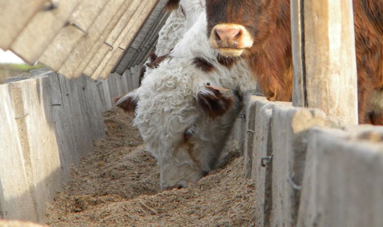 El ejercicio 2023-2024 ha sido contrastante para el feedlot en Uruguay