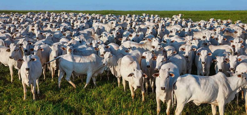 La Unión Europea y Reino Unido prohíben importación de carne brasileña por uso de estradiol; y China le exige trazabilidad de su rodeo para 2025
