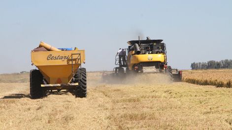imagen de Los productores tienen más costos, mejores precios de vacunos y menos productividad, según monitoreo del Plan Agropecuario