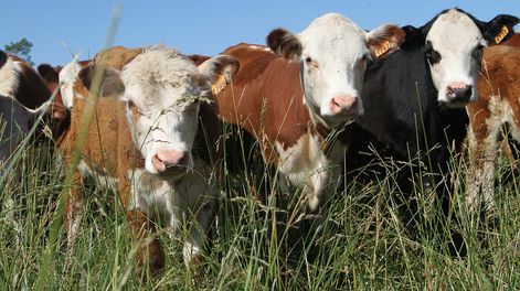 La insolvencia de tres fondos ganaderos genera propuestas tendientes a la regulación de esa actividad 