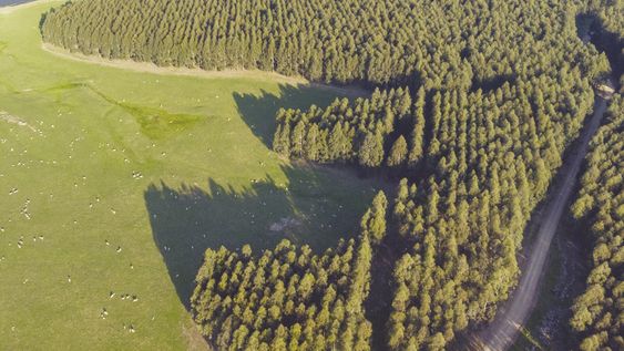 El fideicomiso Bosques del Uruguay vendió 18.800 hectáreas en Rivera y Tacuarembó a Paitone SAS, de Braspine Madeiras, de Brasil. El fideicomiso Bosques del Uruguay vendió 18.800 hectáreas en Rivera y Tacuarembó a Paitone SAS, de Braspine Madeiras, de Brasil.