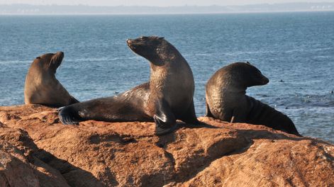 Búsqueda | La propuesta elaborada por Océanos Sanos tiene respaldo del gobierno y está siendo estudiada por el Sistema Nacional de Áreas Protegidas. Foto: NDA / Búsqueda