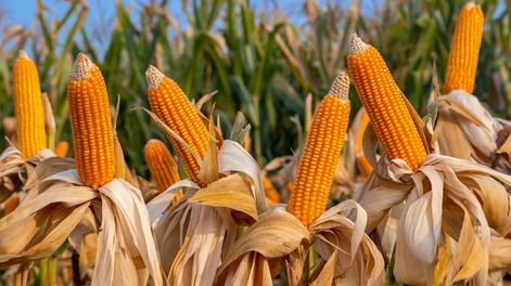 Los maíces de secano se cosechan con un nivel de humedad entre 17% y 23%, y los rindes van de 5.000 a 7.000 kilos por hectárea, base seca