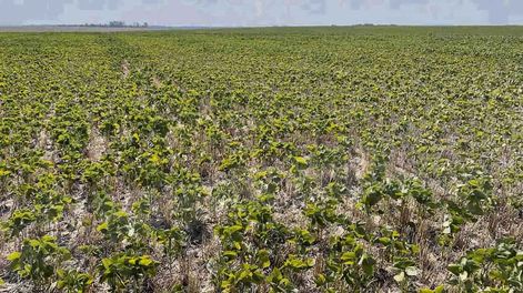 Opypa confirmó que hay un “aumento del endeudamiento”, por la sequía