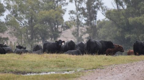 Algunos toros pueden presentar buen estado físico, pero su calidad seminal puede ser insuficiente para el entore