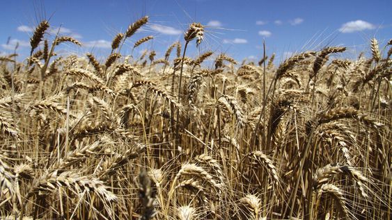 Plantación de trigo en Uruguay. Plantación de trigo en Uruguay.