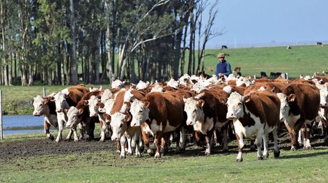 Los consumidores alemanes le dan mayor importancia al bienestar animal que a la deforestación. Foto: Revista Verde