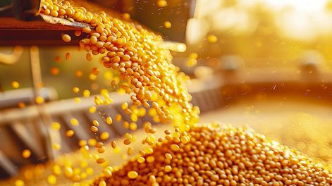 Los rendimientos de las primeras cosechas de soja son entre “buenos y muy buenos”, &nbsp;pero los precios están lejos de los que se habían proyectado