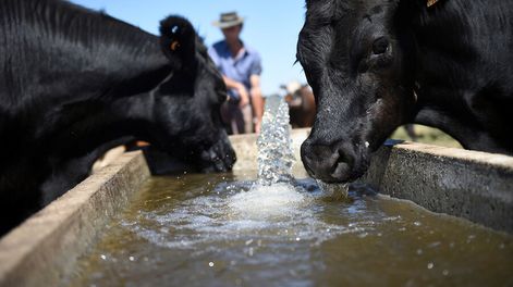Vacunos en un establecimiento ganadero en la zona de Rosario en el departamento de Colonia. Foto: Daniel Rodriguez /adhocFOTOS
